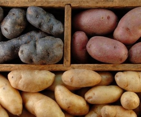 Jaké odrůdy brambor jsou nejlepší pro skladování