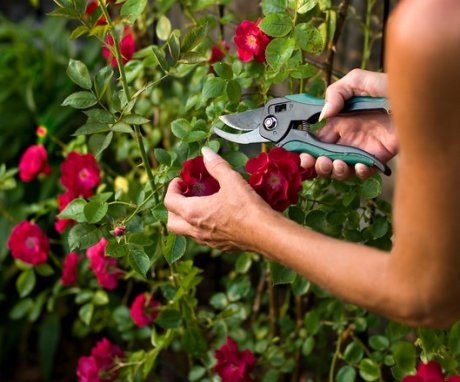 Pruning rose bushes