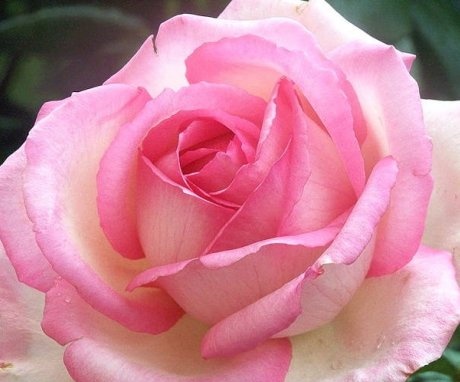 Mik a saját gyökerű rózsák és milyen előnyökkel jár