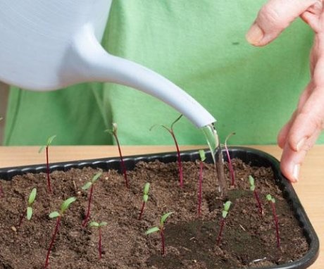 Planting beets through seedlings
