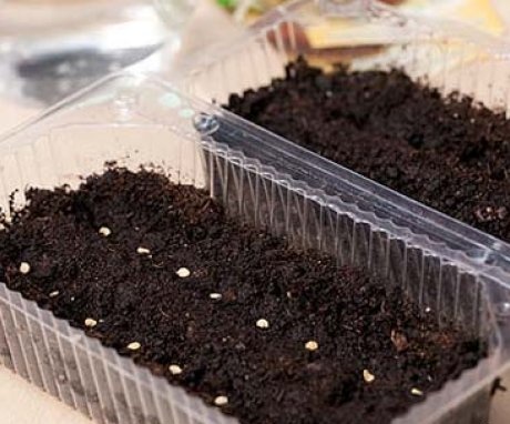 Sowing tomatoes in containers for seedlings