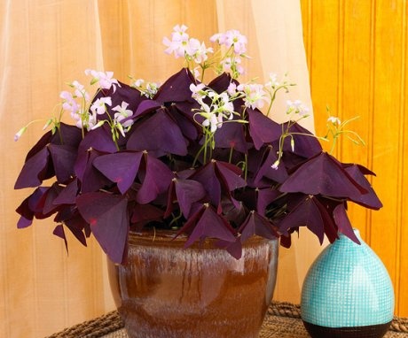 Rules for caring for oxalis at home