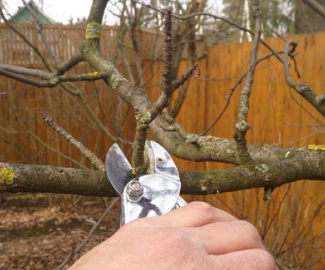 Rules and terms for autumn pruning