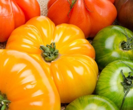 Multi-colored tomato varieties