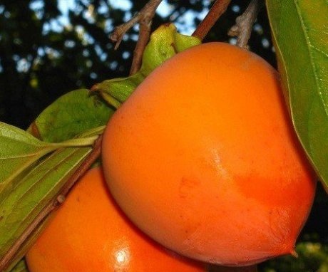 Do I need to plant persimmon