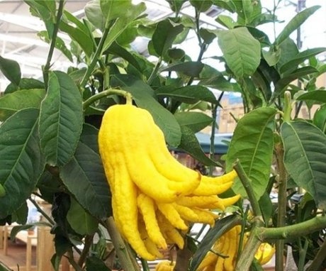 Pěstování citronového domu