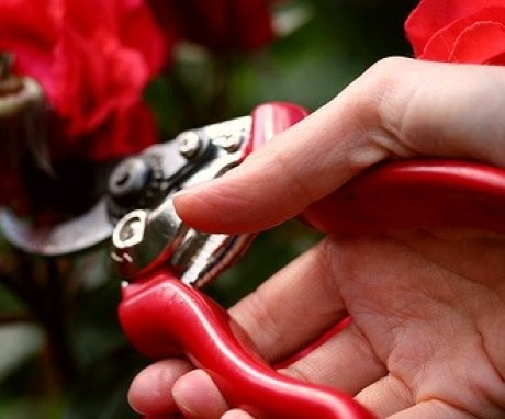 Îngrijirea trandafirilor de grădină