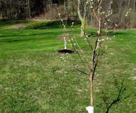 Koje sorte stabala jabuka je bolje saditi u proljeće, kako to ispravno učiniti