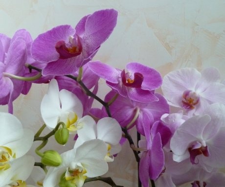  jak se správně starat o orchideje