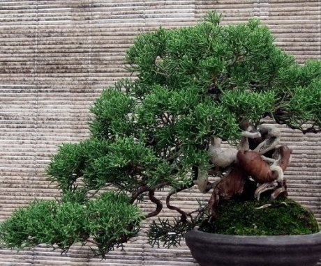 Koji su stilovi bonsaija