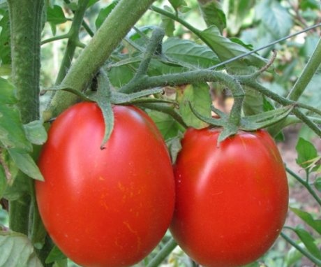 Péče o rajče - základní požadavky