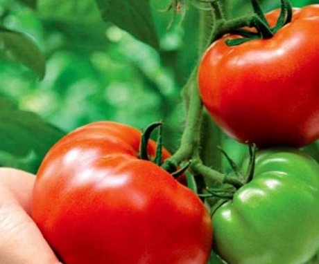 How to determine the type of tomato