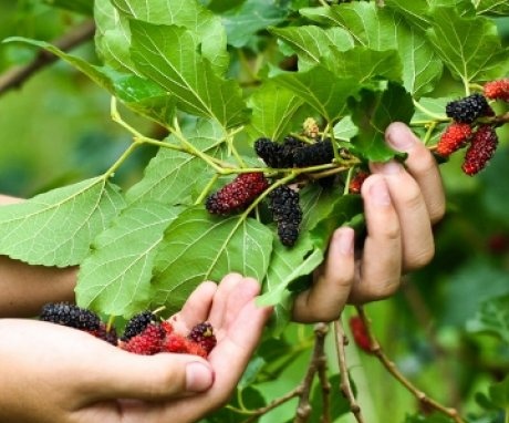 Features of growing mulberry in the Moscow region