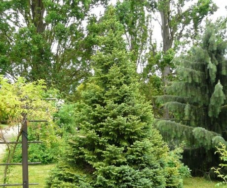 The use of Omorika spruce in landscape design