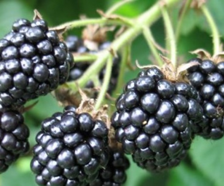 How to care for blackberries?
