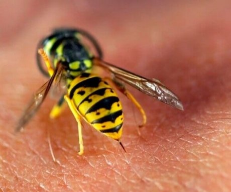 Ce se întâmplă dacă este mușcat de o viespe?