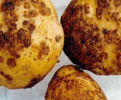 Simptome de infestare cu cartofi
