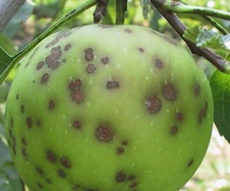 Nemoci a škůdci jablečného sadu, jak se jim vyhnout