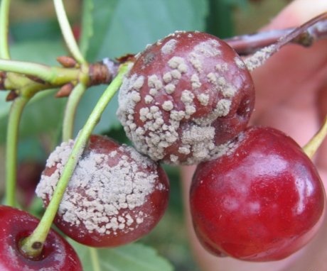 Diseases and pests of cherries