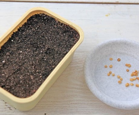 Soil preparation and seedling containers