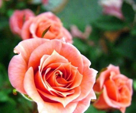 Stvaranje uvjeta za daljnji rast rezanja ruže