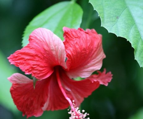 Beautiful and useful garden hibiscus
