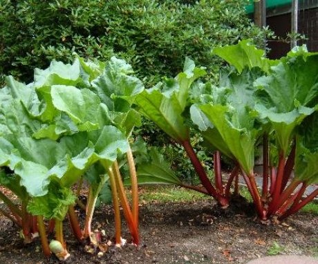  how to grow rhubarb on the site