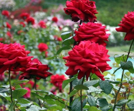 Hogyan válasszuk ki a gyökeres vagy oltott rózsákat