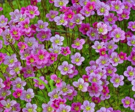 Features of caring for saxifrage