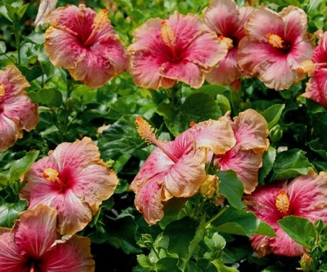 Garden hibiscus as a decorative garden decoration