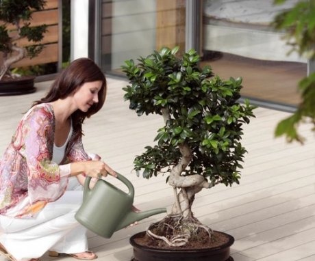 Pazeći pravilno na svoj bonsai