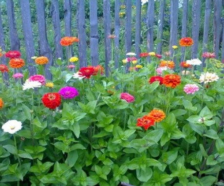 Mixborder of flowers