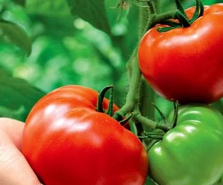 أنواع الأصناف المبكرة من الطماطم ذات الثمار الكبيرة