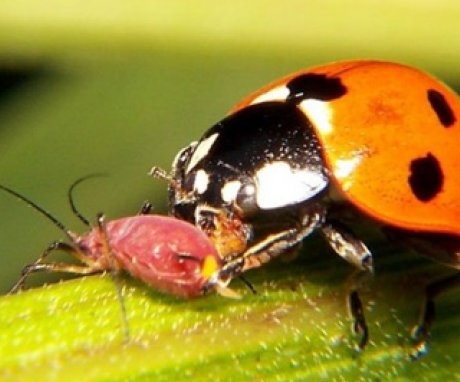 المكافحة البيولوجية لحشرات المن
