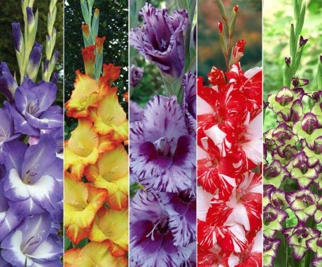 The best types and varieties of gladioli