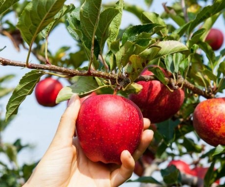 What you need to know when choosing sweet apple varieties?