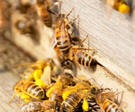 Unde pot locui viespile într-o casă și de ce?