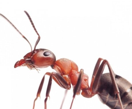 Descrierea și vătămarea de la furnici