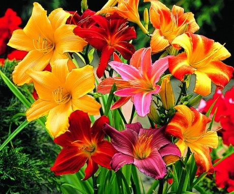 Daylily appearance and features