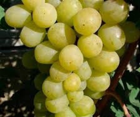 About Alex grapes