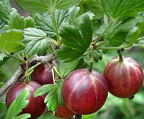 Features of the studless gooseberry
