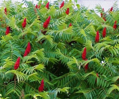 Tips for growing sumac