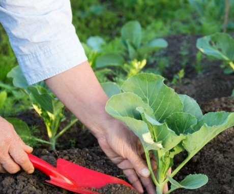 Correct feeding of cabbage seedlings