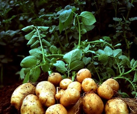 Characteristics of potato tuber