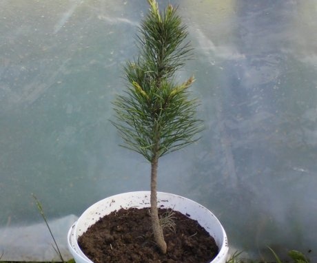 Getting rooted pine twigs