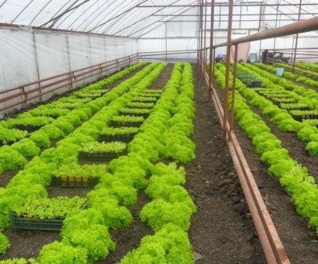 Features of planting lettuce