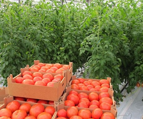 ما هي أصناف الطماطم المناسبة للبيوت البلاستيكية؟