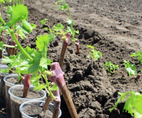How to plant grapes?