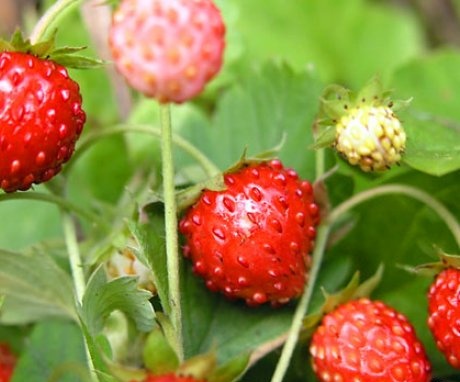 Other ways to breed strawberries