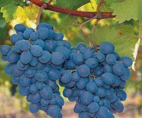 Benefits of greenhouse grape cultivation